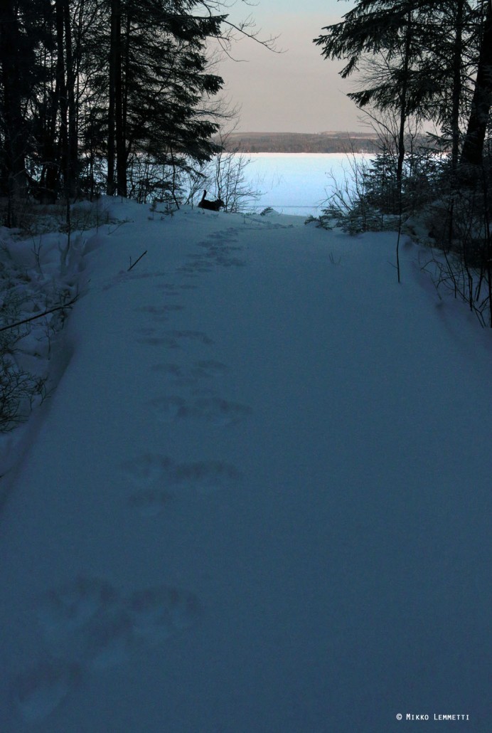 Väinö paineli innolla lumella menemään, usein kymmeniä metrejä edellä.