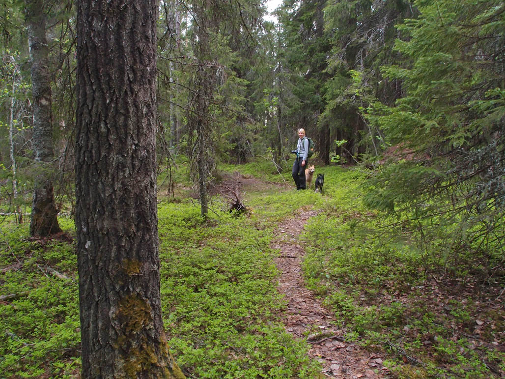 Vaskikalliolle vievä polku kulkee varsin nätissä metsässä.