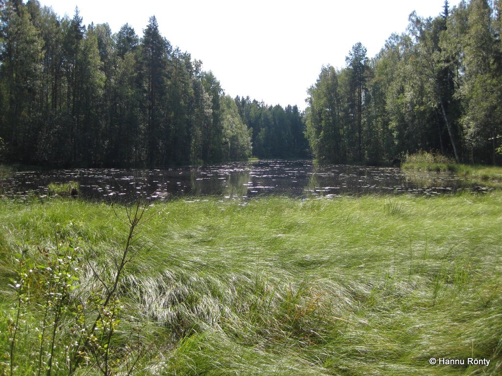 Järvenlaskujen jälkeen kehittynyt luhta lahdenpohjukassa Rutajärven rannalla.
