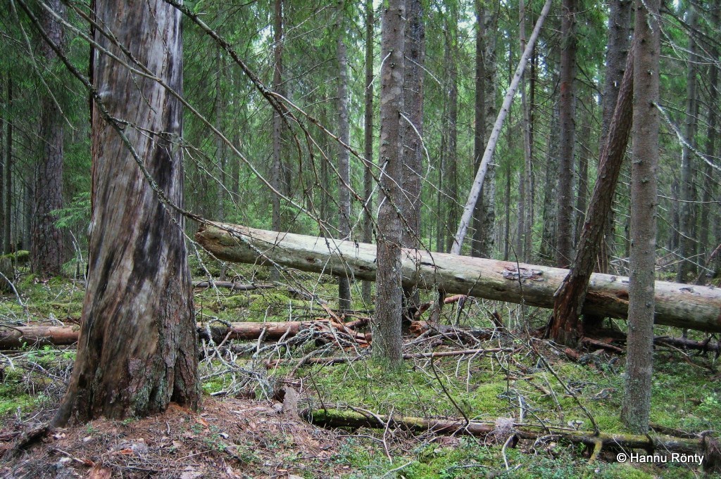 Metsän yksityiskohtia Mastomäen polun varrella.