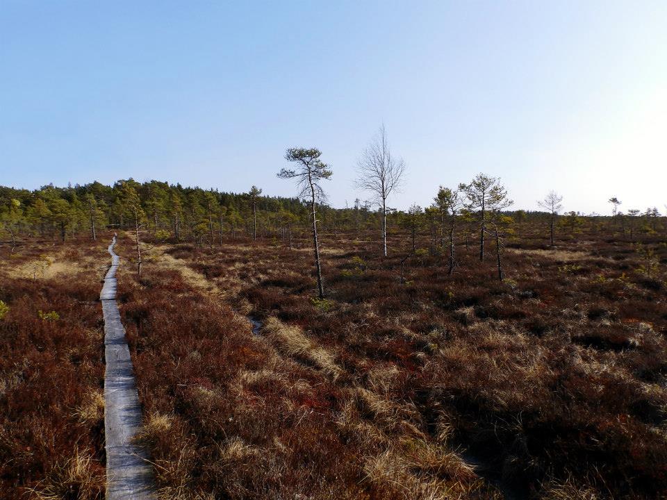 Pitkospuut ylittävät Valastensuon Vaskijärven luonnonpuistossa.