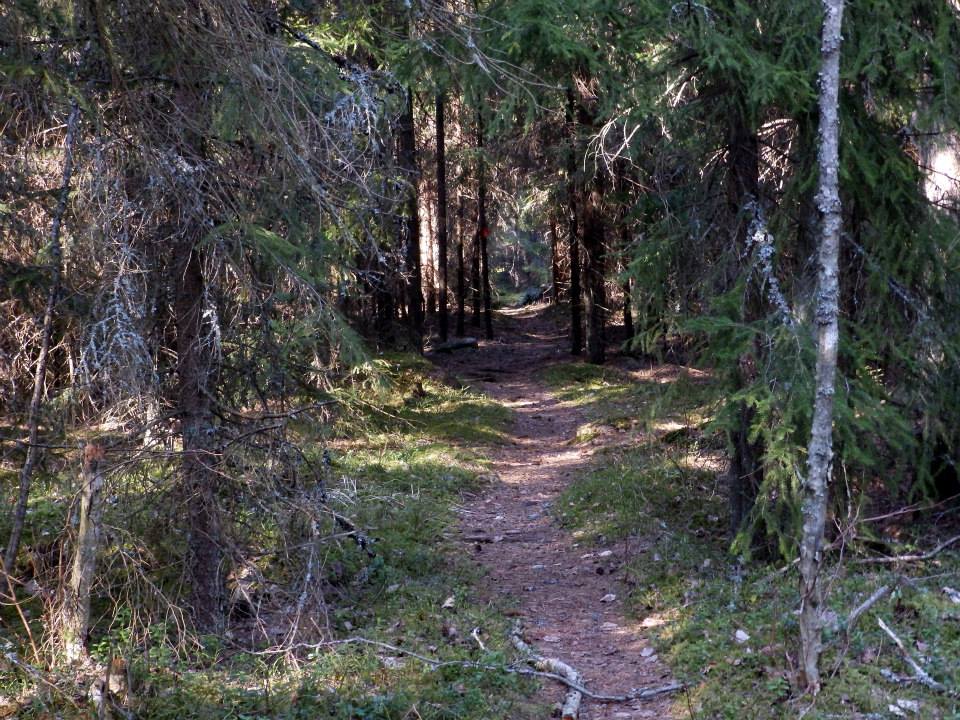 Polku sukeltaa metsään.