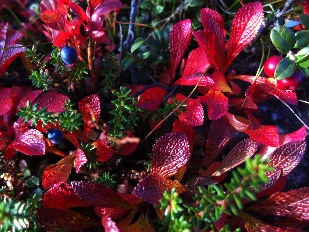 Riekonmarjan lehdet kasvavat suoraan maasta ja ruska-aikaan ne ovat tulipunaisia.