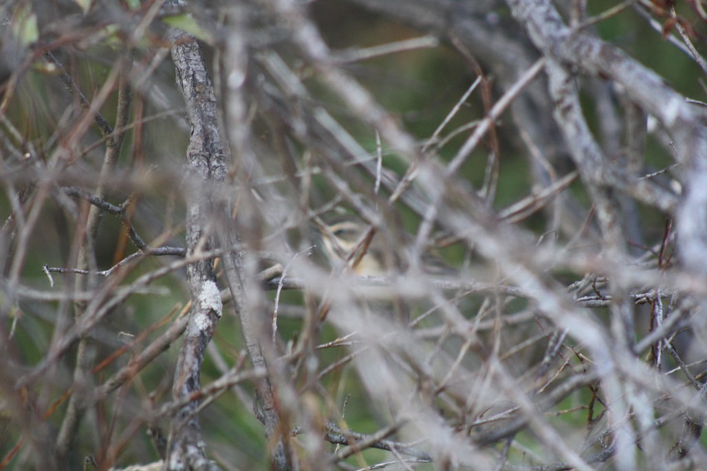 Koivusaaressa näkee myös perusbongarille tuntemattomampia lintulajeja