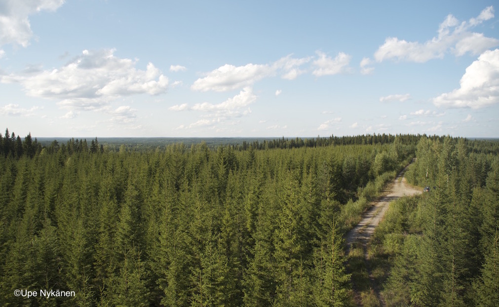 Metsämaisemaa Perkausvuoren näkötornilta, Kivijärvi