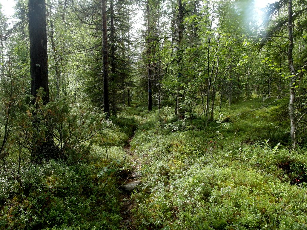 Tepaston luontopolku on kapea metsäpolku.