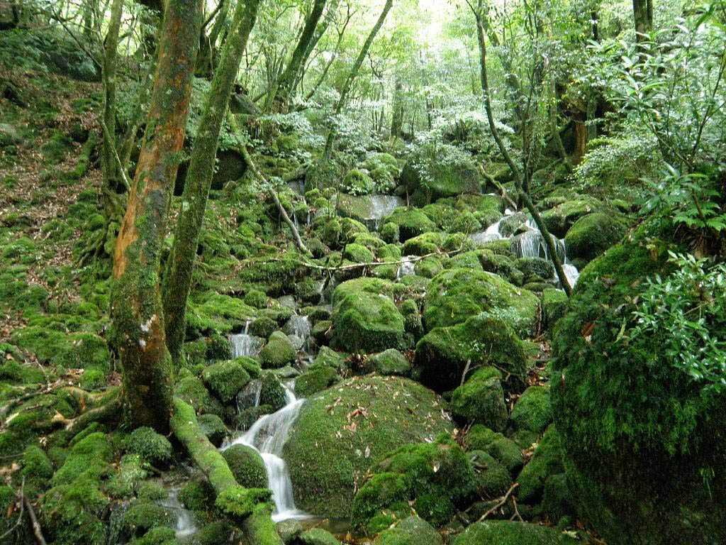 Kaikissa japanin metsissä ei ole näinkään paljon sammalta ja vettä, kertoo Emi. Kuvasta päätellen ainakin osa japanilaisista metsistä näyttää ihan tutuilta. Tosin Emin mukaan tällaiset näkymät ovat jokseenkin harvinaisia siellä.