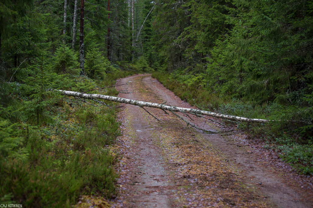 Liesjärven reitit kulkevat välillä vanhoja metsäautoteitä pitkin