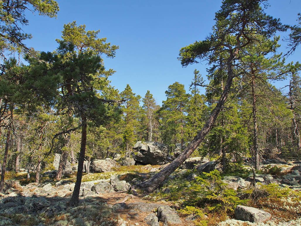 Kallioista ja karua Gråbergetin maastoa elävoittävät paikoin suuret lohkareet ja käkkyrämännyt.