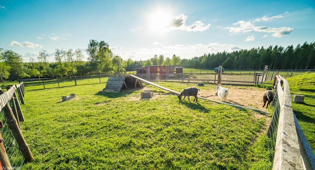 Hepokatin maatilalta löytää mm. lampaita, pässejä, kanoja, possuja, kaneja ja poneja.