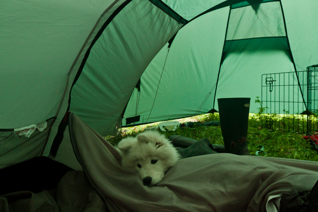 Kuura nukkui teltan eteisessä omassa häkissään.