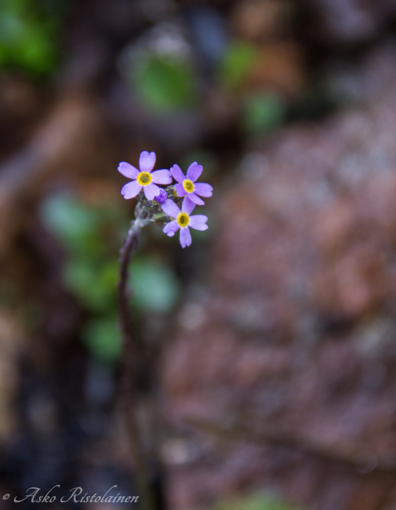 Tunturiesikko (Primula stricta)