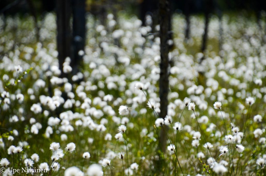 Tupasvilloja kukkivat, Nyrölän luontopolku