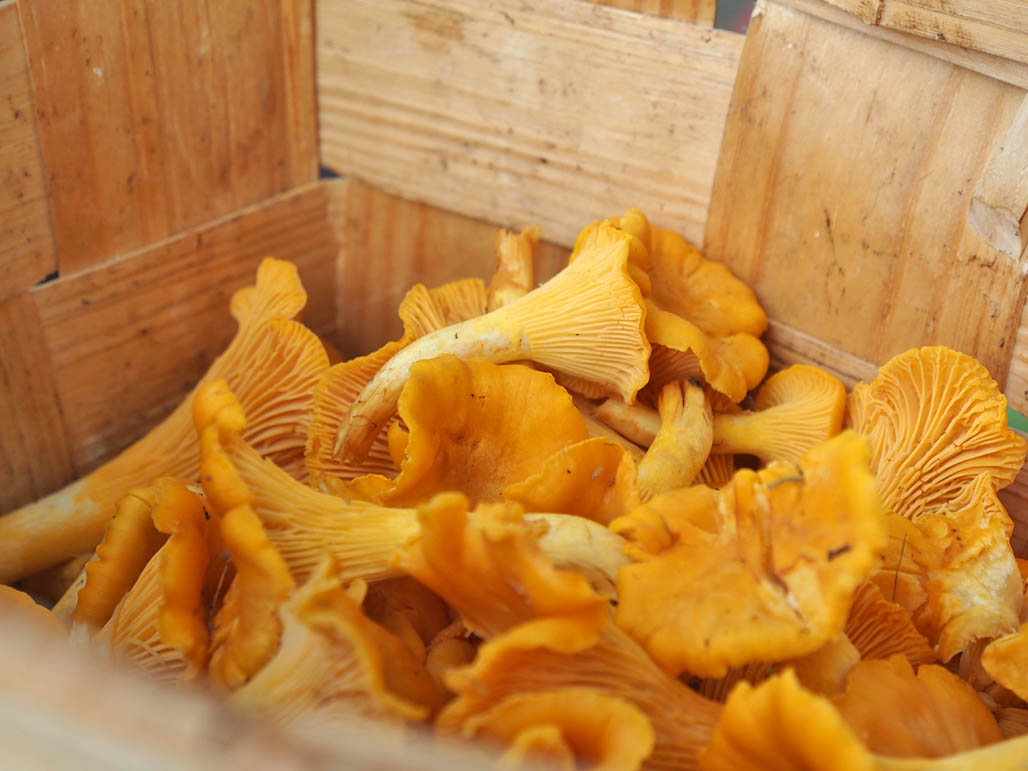 Kanttarellejä on helppo kerätä, ja kohtuullisen isoina sieninä niitä on myös helppo käsitellä. 