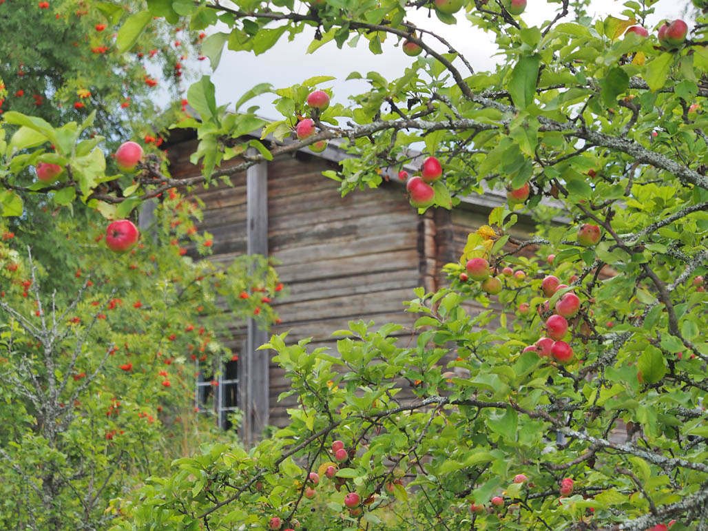 Sadonkorjuuajan tunnelmaa. Pihalla kasvaa omenapuita ja marjoja.