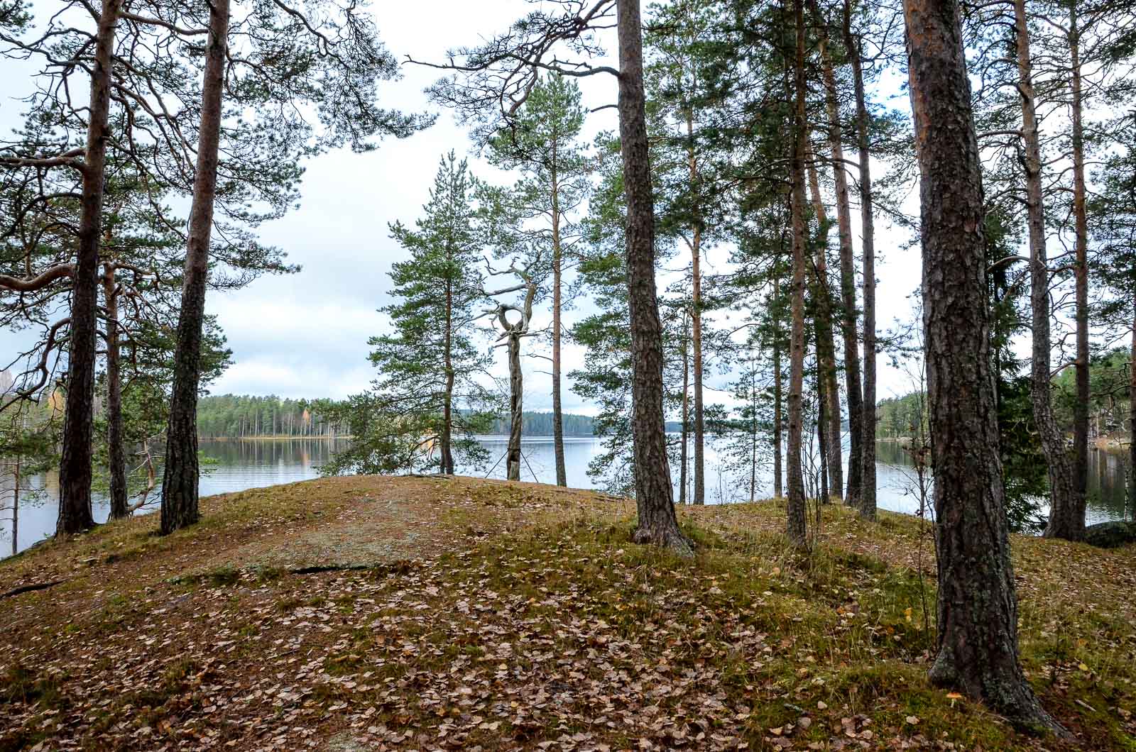 Aarresaaren maisemaa, Jämsänkoski