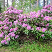 Alppiruusupensas kukkii Koskelanpuistossa Äänekoskella. Kuva: Elina Tarvainen