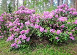 Alppiruusupensas kukkii Koskelanpuistossa Äänekoskella. Kuva: Elina Tarvainen