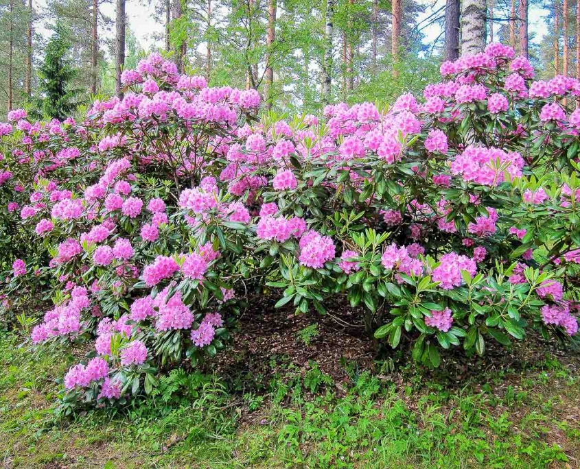 Alppiruusupensas kukkii Koskelanpuistossa Äänekoskella. Kuva: Elina Tarvainen