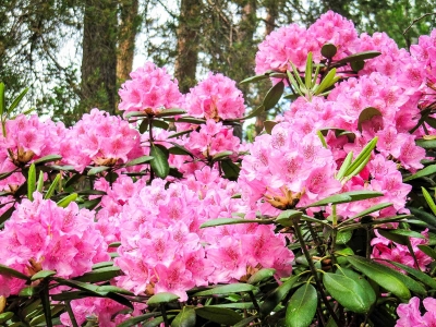 Pinkit rhododendronit Koskelanpuistossa Äänekoskella. Kuva: Elina Tarvainen