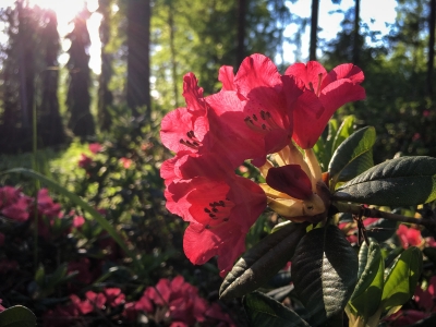 Rhododendron kukkii. Kuva: Upe Nykänen