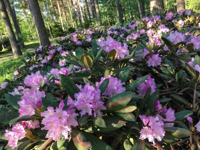 Rhododendron kukkii Koskelanpuistossa, Äänekoski. Kuva: Upe Nykänen