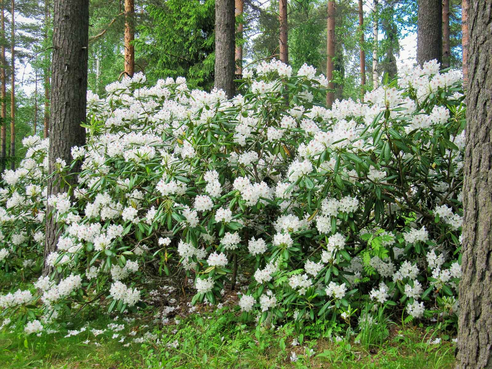 Valkoisia alppiruusuja Äänekosken Koskelan puistossa. Kuva: Elina Tarvainen