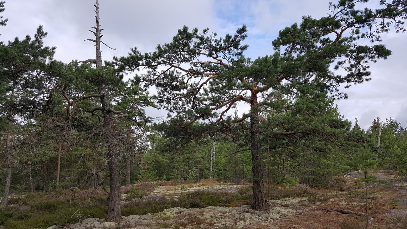 N ill Kallioilla Kuivattiin Silakkaa Nyt Nautitaan Kivasta n-ill-kallioilla-kuivattiin-silakkaa-nyt-nautitaan-kivasta