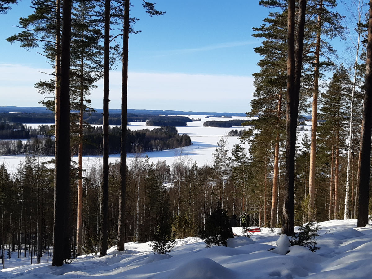 Talvinen maisema Puijon mäeltä Pohjois-Kallaveden järvelle ja saaristoon. Etualalla mäntyjä.