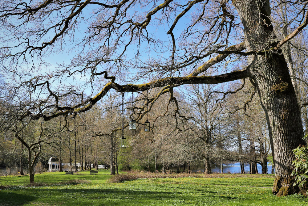 Vanha puu Mustion Linnan puistossa Kuva: Johanna Suomela