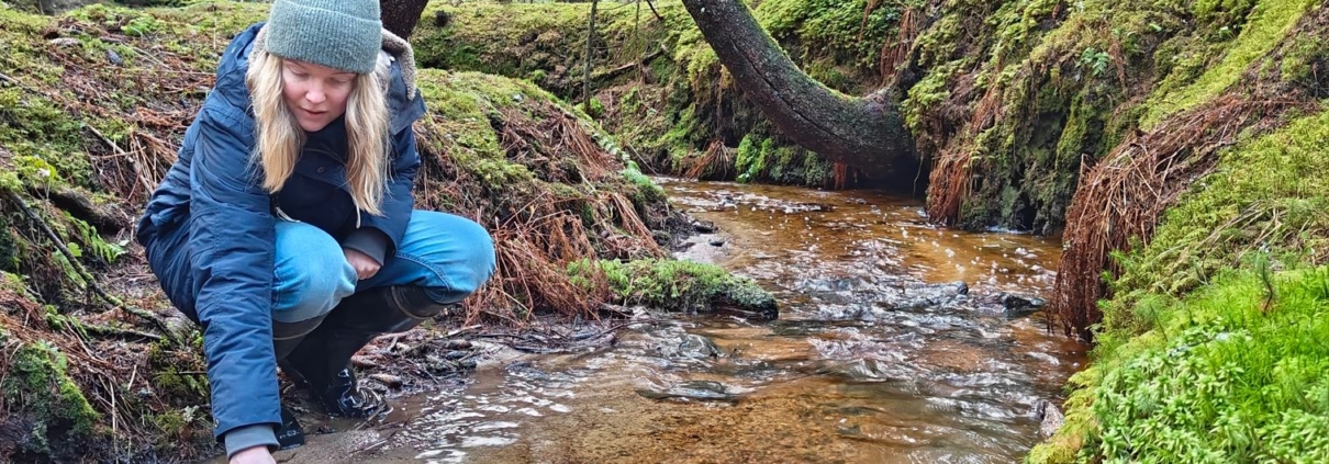 A warmly dressed fair-haired woman bent over a thawed, sandy-bottomed forest brook in a spruce forest.