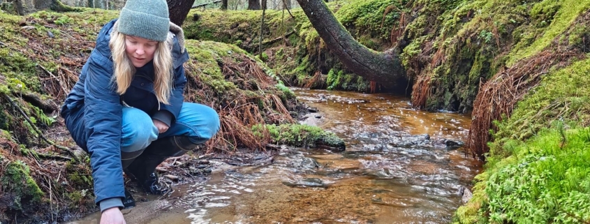 A warmly dressed fair-haired woman bent over a thawed, sandy-bottomed forest brook in a spruce forest.